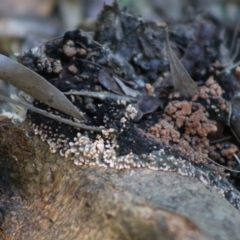 Phlebia sp. at Moruya, NSW - 23 Aug 2020 by LisaH