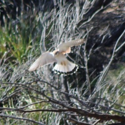 Falco cenchroides (Nankeen Kestrel) at Guerilla Bay, NSW - 23 Aug 2020 by LisaH