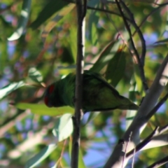 Glossopsitta concinna (Musk Lorikeet) at Moruya, NSW - 23 Aug 2020 by LisaH