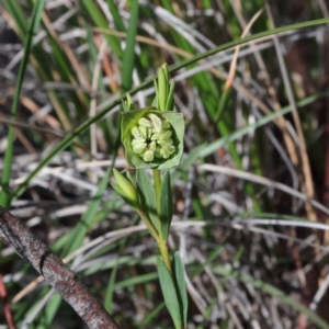 Pimelea linifolia at Downer, ACT - 23 Aug 2020