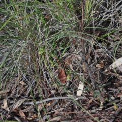 Pimelea linifolia at Downer, ACT - 23 Aug 2020