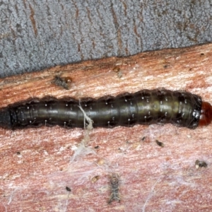 Oenosandra boisduvalii at Majura, ACT - 22 Aug 2020 03:48 PM