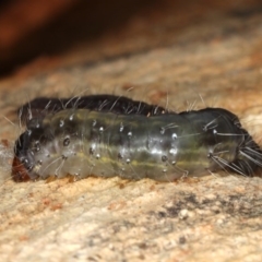 Oenosandra boisduvalii at Majura, ACT - 22 Aug 2020 03:48 PM