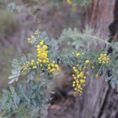 Acacia baileyana (Cootamundra Wattle, Golden Mimosa) at Downer, ACT - 23 Aug 2020 by ConBoekel