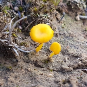 Lichenomphalia chromacea at Marlowe, NSW - 23 Aug 2020