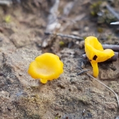 Lichenomphalia chromacea at Marlowe, NSW - 23 Aug 2020