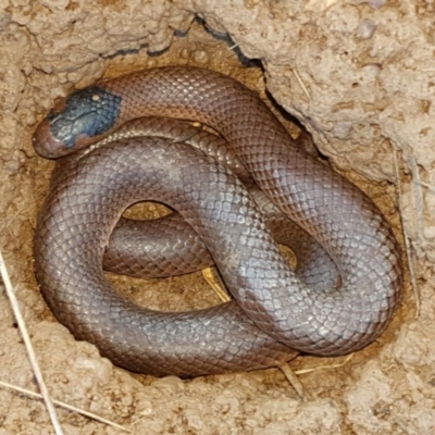 Parasuta flagellum (Little Whip-snake) at Bungendore, NSW - 22 Aug 2020 by tpreston