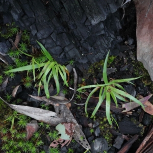 Luzula sp. at Downer, ACT - 23 Aug 2020