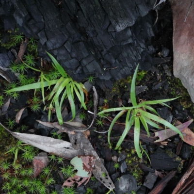 Luzula sp. (Woodrush) at Downer, ACT - 23 Aug 2020 by ConBoekel