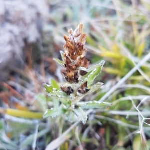 Gamochaeta calviceps at QPRC LGA - 23 Aug 2020