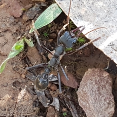 Myrmecia pyriformis (A Bull ant) at Marlowe, NSW - 23 Aug 2020 by trevorpreston