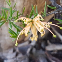 Grevillea juniperina (Grevillea) at Marlowe, NSW - 23 Aug 2020 by tpreston