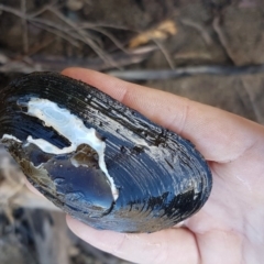 Hyriidae sp. (family) (Freshwater Mussels) at Mongarlowe River - 23 Aug 2020 by tpreston