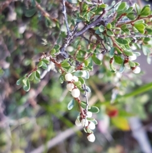 Cryptandra amara at Marlowe, NSW - 23 Aug 2020 12:29 PM