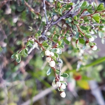 Cryptandra amara (Bitter Cryptandra) at Mongarlowe River - 23 Aug 2020 by tpreston