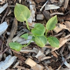 Zantedeschia aethiopica (Arum Lily) at Fowles St. Woodland, Weston - 23 Aug 2020 by AliceH