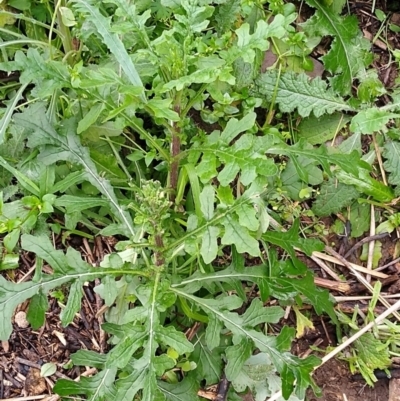 Raphanus raphanistrum (Wild Radish, Jointed Charlock) at Gundaroo, NSW - 13 Aug 2020 by MaartjeSevenster