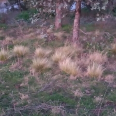 Nassella trichotoma (Serrated Tussock) at Point Hut to Tharwa - 23 Aug 2020 by MichaelBedingfield