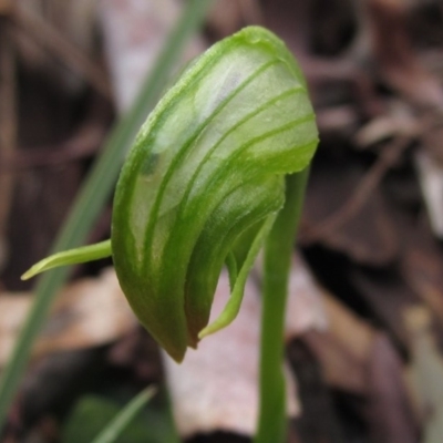 Pterostylis nutans (Nodding Greenhood) at Downer, ACT - 23 Aug 2020 by pinnaCLE