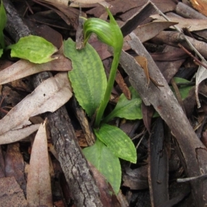 Pterostylis nutans at Downer, ACT - suppressed