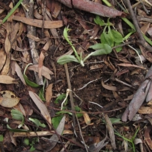 Pterostylis nutans at Downer, ACT - suppressed