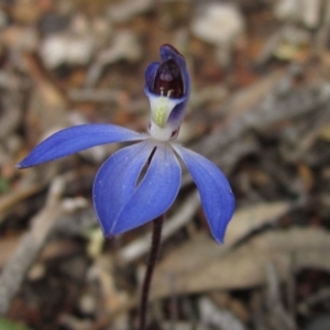 Cyanicula caerulea at Downer, ACT - suppressed