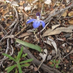 Cyanicula caerulea at Downer, ACT - suppressed