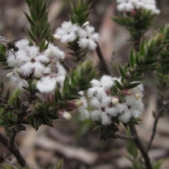 Styphelia attenuata (Small-leaved Beard Heath) at Downer, ACT - 23 Aug 2020 by pinnaCLE