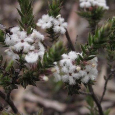 Styphelia attenuata (Small-leaved Beard Heath) at Downer, ACT - 23 Aug 2020 by pinnaCLE