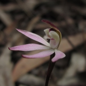 Caladenia fuscata at Downer, ACT - suppressed