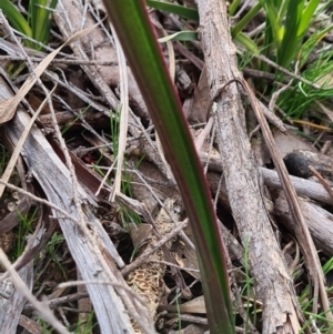 Calochilus sp. at Denman Prospect, ACT - suppressed