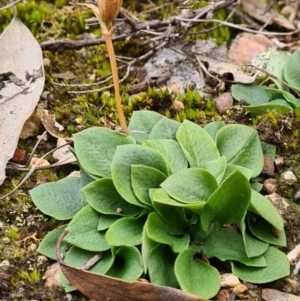 Speculantha rubescens at Denman Prospect, ACT - suppressed