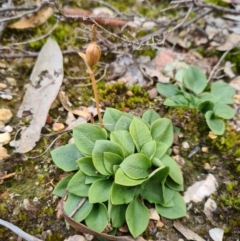 Speculantha rubescens at Denman Prospect, ACT - suppressed