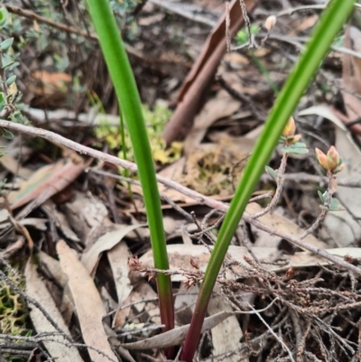 Thelymitra (genus) (sun orchids) at Denman Prospect, ACT - 23 Aug 2020 by AaronClausen