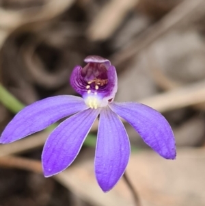 Cyanicula caerulea at Denman Prospect, ACT - 23 Aug 2020