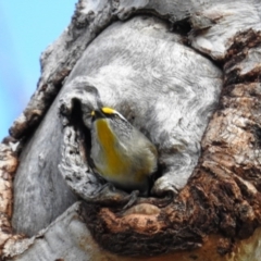 Pardalotus striatus at Kambah, ACT - 23 Aug 2020