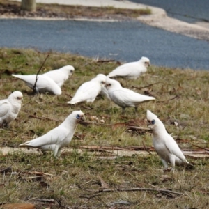 Cacatua sanguinea at Kambah, ACT - 23 Aug 2020