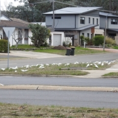 Cacatua sanguinea at Kambah, ACT - 23 Aug 2020