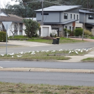 Cacatua sanguinea at Kambah, ACT - 23 Aug 2020