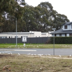 Cacatua sanguinea at Kambah, ACT - 23 Aug 2020