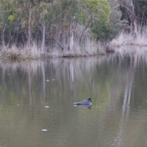 Biziura lobata at Paddys River, ACT - 23 Aug 2020 05:00 PM