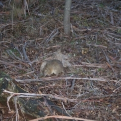 Isoodon obesulus obesulus (Southern Brown Bandicoot) at Tidbinbilla Nature Reserve - 23 Aug 2020 by lydialuc