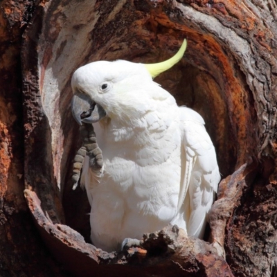 Cacatua galerita (Sulphur-crested Cockatoo) at Mount Majura - 21 Aug 2020 by TimL