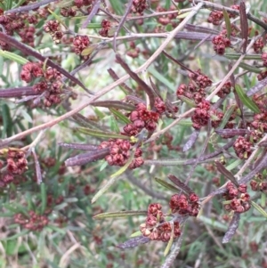 Dodonaea viscosa at Holt, ACT - 23 Aug 2020