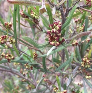 Dodonaea viscosa at Holt, ACT - 23 Aug 2020