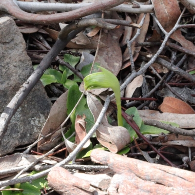 Pterostylis nutans (Nodding Greenhood) at ANBG - 23 Aug 2020 by ConBoekel