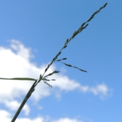 Ehrharta erecta (Panic Veldtgrass) at Bombala, NSW - 21 Jul 2020 by MichaelBedingfield