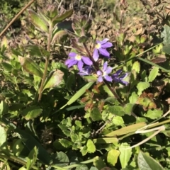 Scaevola aemula (Common Fan-flower) at Tathra, NSW - 22 Aug 2020 by Rose