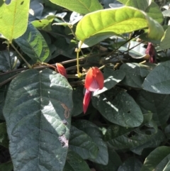 Kennedia rubicunda (Dusky Coral Pea) at Tathra, NSW - 22 Aug 2020 by Rose