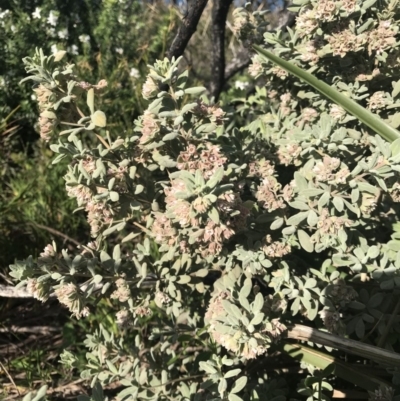 Zieria littoralis (Downy Zieria) at Tathra, NSW - 22 Aug 2020 by Rose